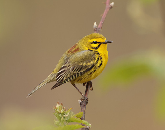 Prairie Warbler Setophaga discolor
