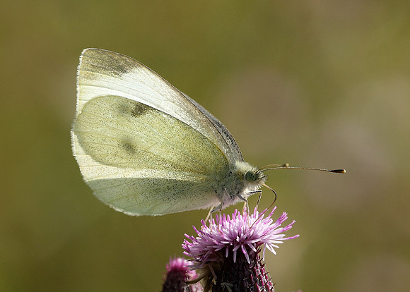 Small White Pieris rapae