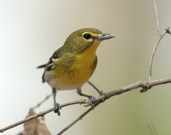 Yellow-throated Vireo Vireo flavifrons
