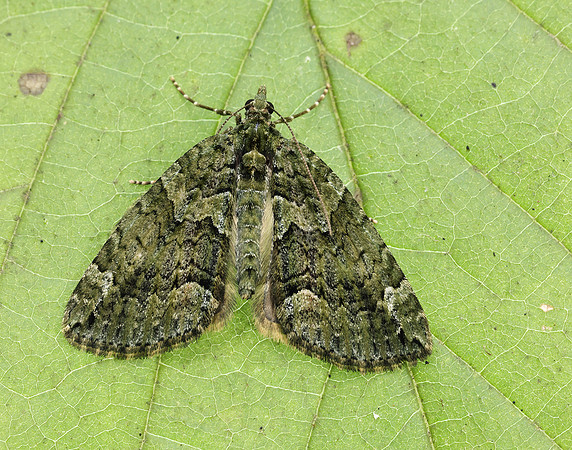 70.095 BF1760 Red-green Carpet Chloroclysta siterata