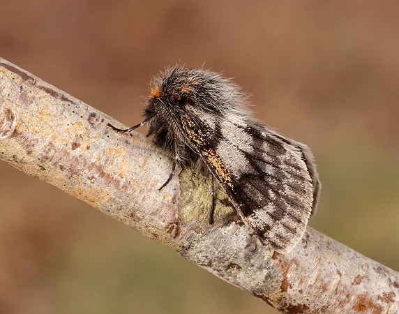 70.249 BF1929 Rannoch Brindled Beauty Lycia lapponaria