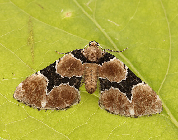 70.140 BF1810 Marsh Carpet Gagitodes sagittata