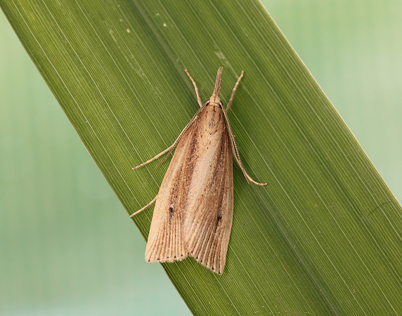 63.077 BF1290 Chilo phragmitella