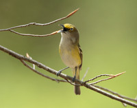 White-eyed Vireo Vireo griseus