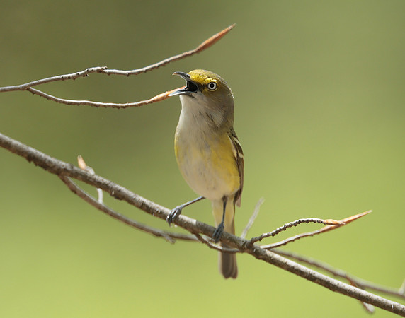 White-eyed Vireo Vireo griseus