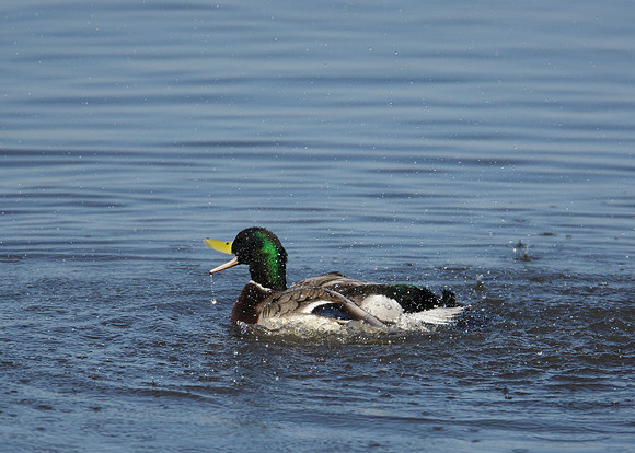 Mallard Anas platyrhynchos