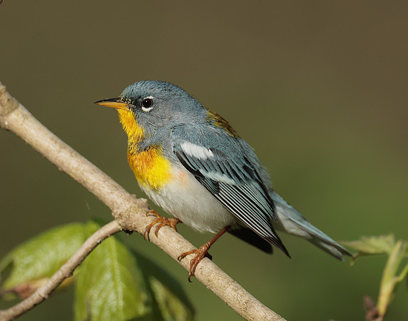 Northern Parula