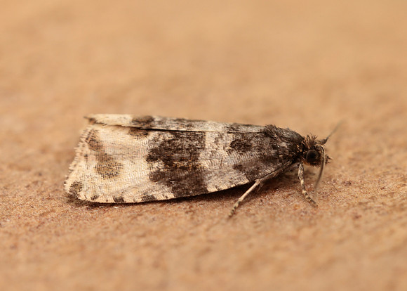 49.154 BF1087 Orthotaenia undulana