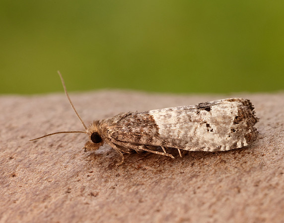 49.295 BF1178 Notocelia roborana