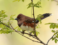 Eastern Towhee Pipilo erythrophthalmus