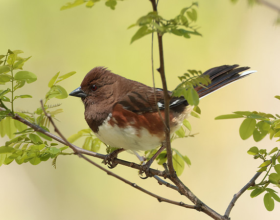 Eastern Towhee Pipilo erythrophthalmus