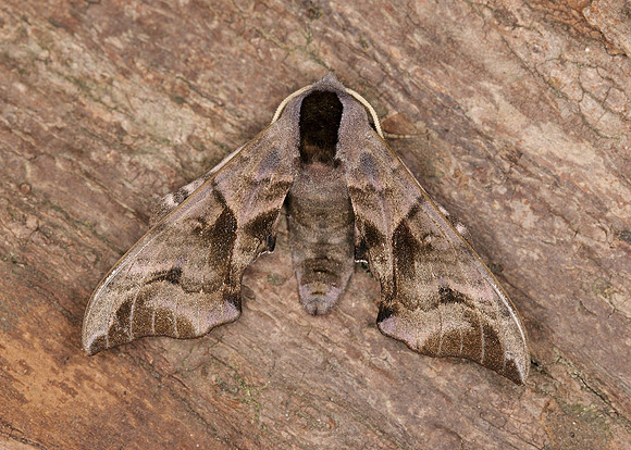69.002 BF1980 Eyed Hawk-moth Smerinthus ocellata