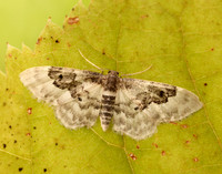 70.004 BF1699 Least Carpet Idaea rusticata
