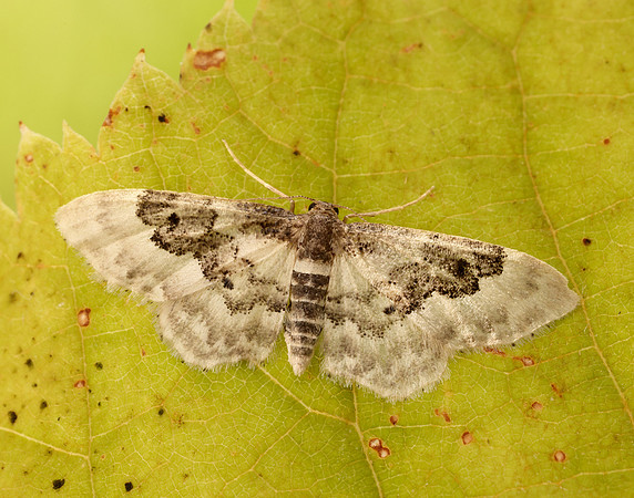 70.004 BF1699 Least Carpet Idaea rusticata
