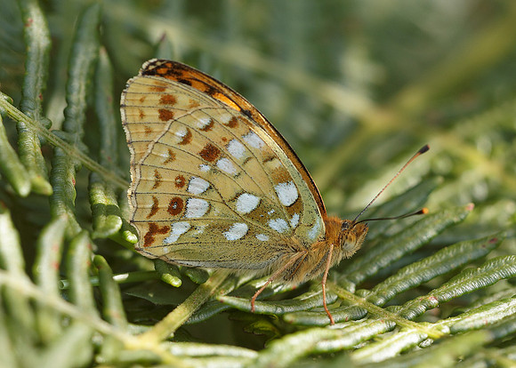 High Brown Fritillary Argynnis adippe