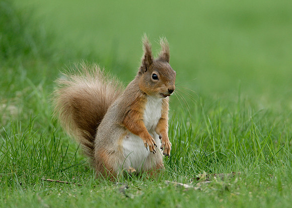 Red Squirrel Sciurus vulgaris