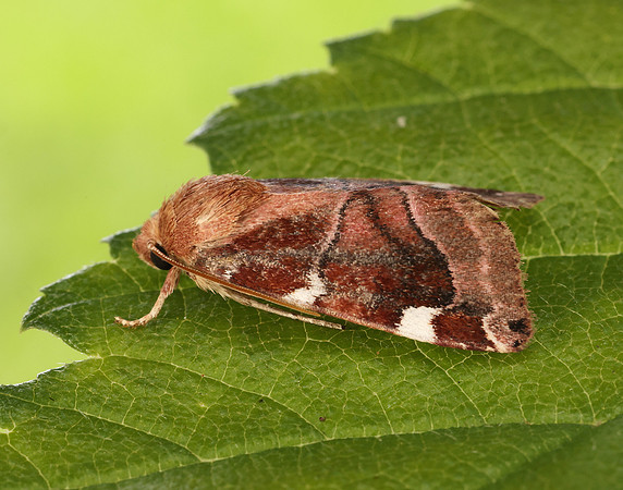 73.214 BF2317 White-spotted Pinion Cosmia diffinis