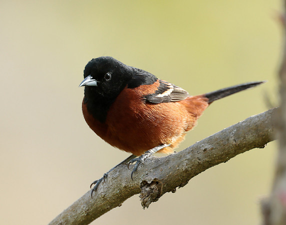 Orchard Oriole Icterus spurius