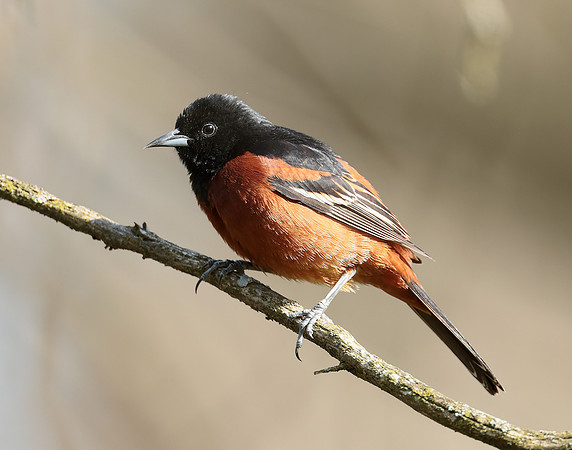 Orchard Oriole Icterus spurius