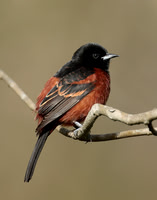 Orchard Oriole Icterus spurius