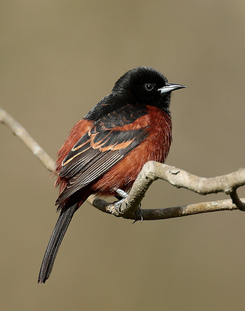 Orchard Oriole Icterus spurius