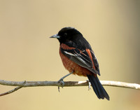 Orchard Oriole Icterus spurius
