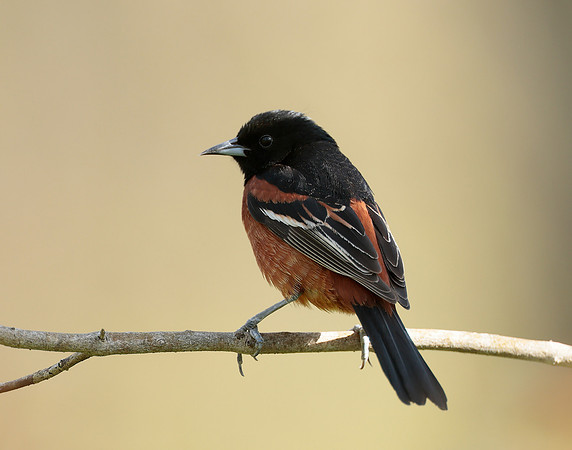 Orchard Oriole Icterus spurius