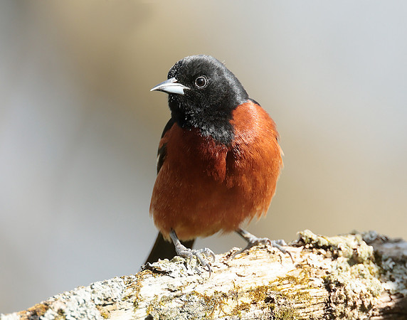 Orchard Oriole Icterus spurius