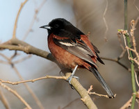 Orchard Oriole Icterus spurius