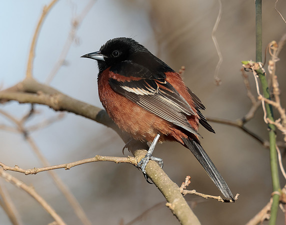 Orchard Oriole Icterus spurius