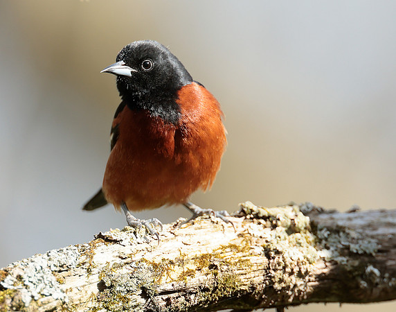 Orchard Oriole Icterus spurius