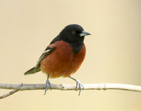 Orchard Oriole Icterus spurius