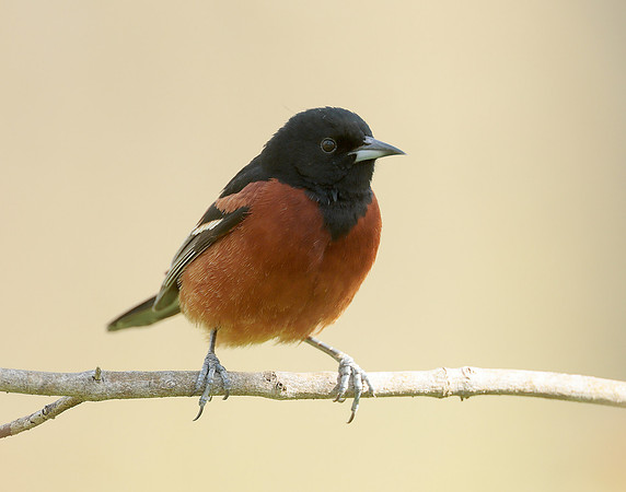 Orchard Oriole Icterus spurius