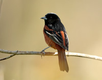 Orchard Oriole Icterus spurius