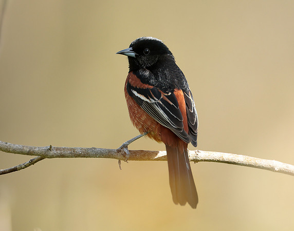 Orchard Oriole Icterus spurius