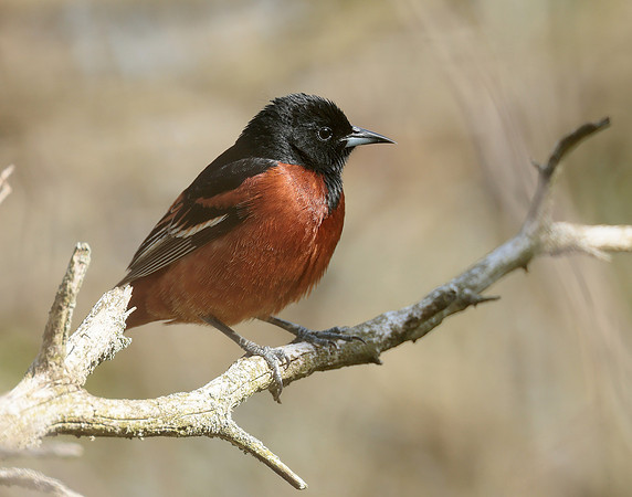 Orchard Oriole Icterus spurius