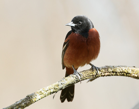 Orchard Oriole Icterus spurius