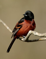 Orchard Oriole Icterus spurius