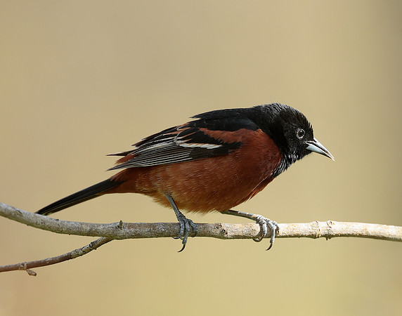 Orchard Oriole Icterus spurius