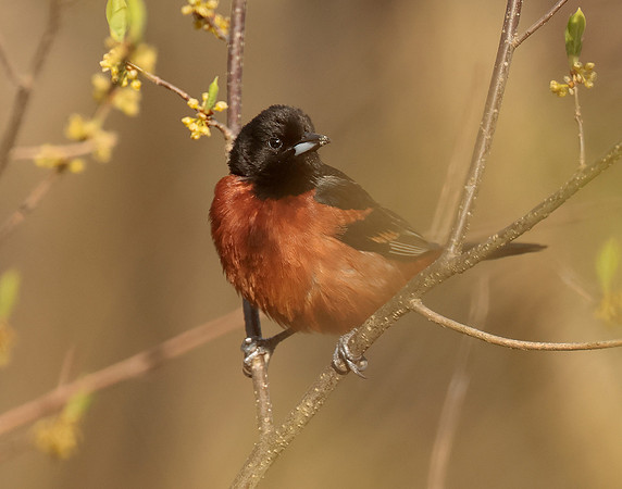 Orchard Oriole Icterus spurius