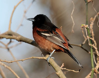 Orchard Oriole Icterus spurius