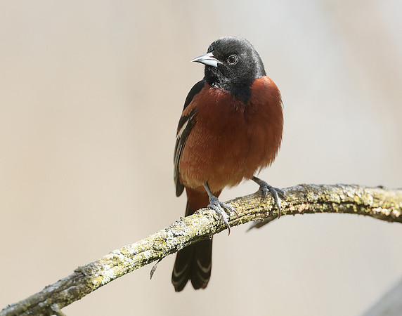 Orchard Oriole Icterus spurius