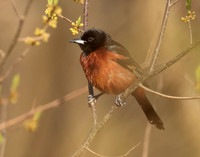 Orchard Oriole Icterus spurius