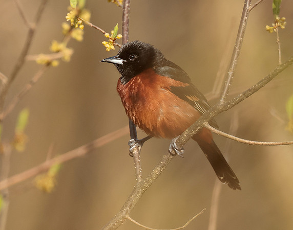 Orchard Oriole Icterus spurius
