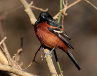 Orchard Oriole Icterus spurius