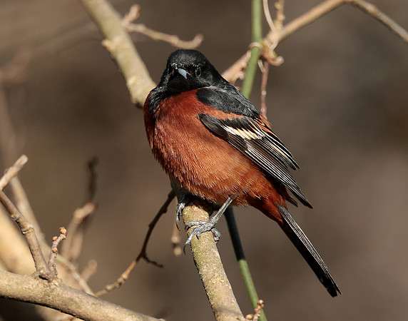 Orchard Oriole Icterus spurius