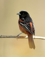 Orchard Oriole Icterus spurius