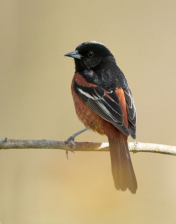 Orchard Oriole Icterus spurius