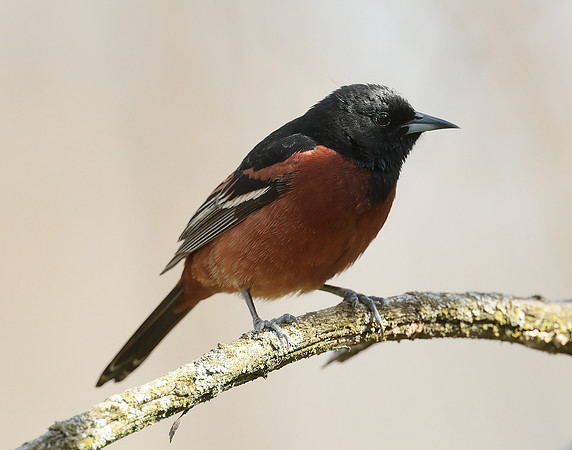Orchard Oriole Icterus spurius