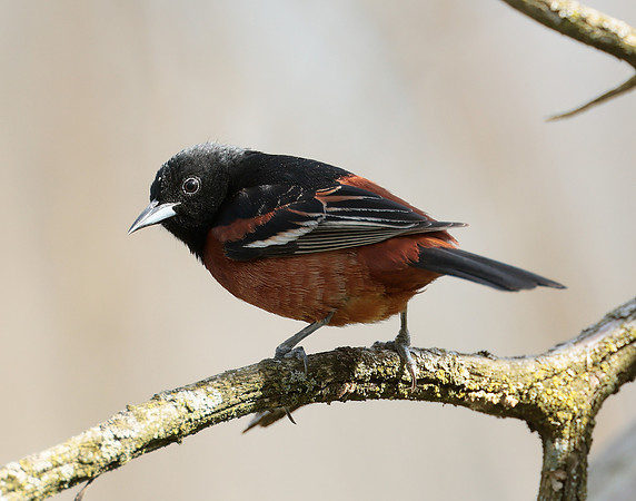 Orchard Oriole Icterus spurius